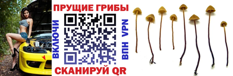 Галлюциногенные грибы Psilocybine cubensis  Петропавловск-Камчатский 